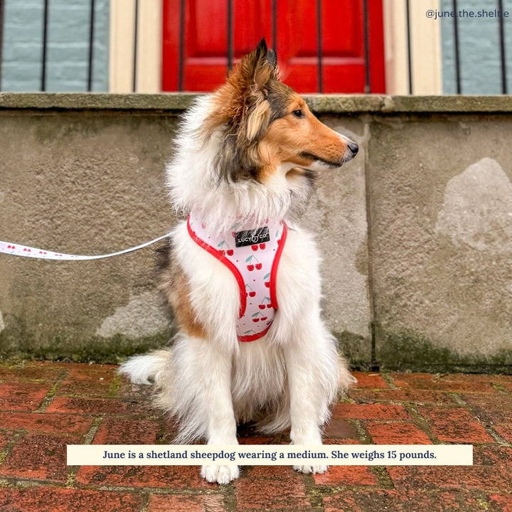 The Cheery Cherries Reversible Harness: Medium