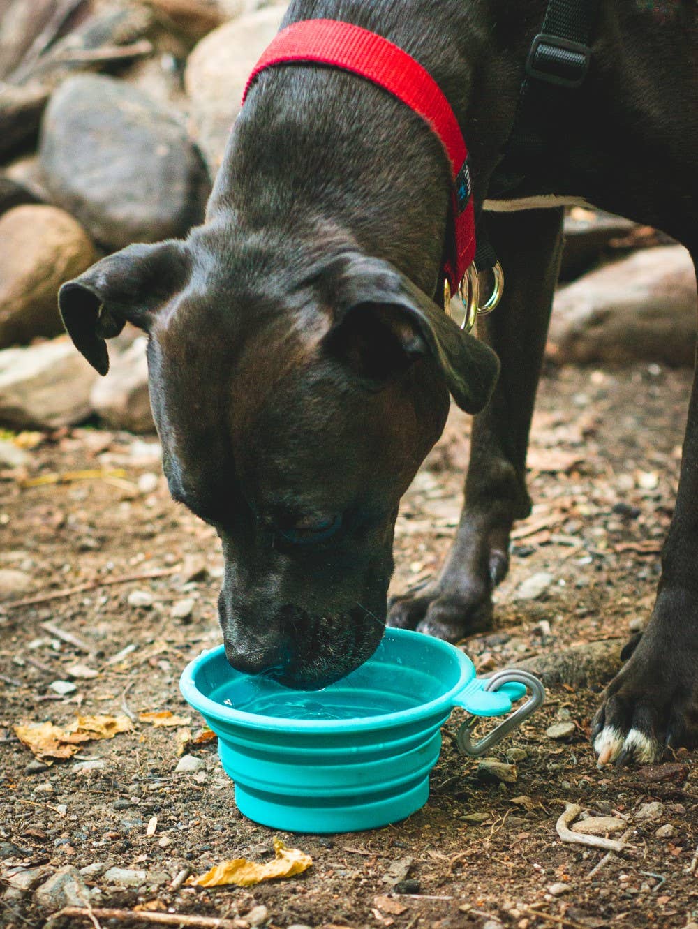 Messy Mutts Silicone Collapsible Bowl Blue