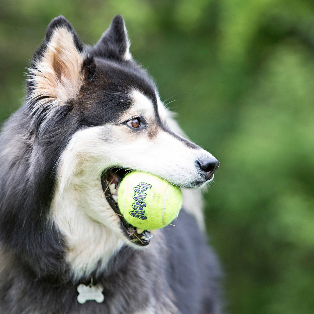 KONG® SqueakAir® Ball Dog Fetch Toy XL