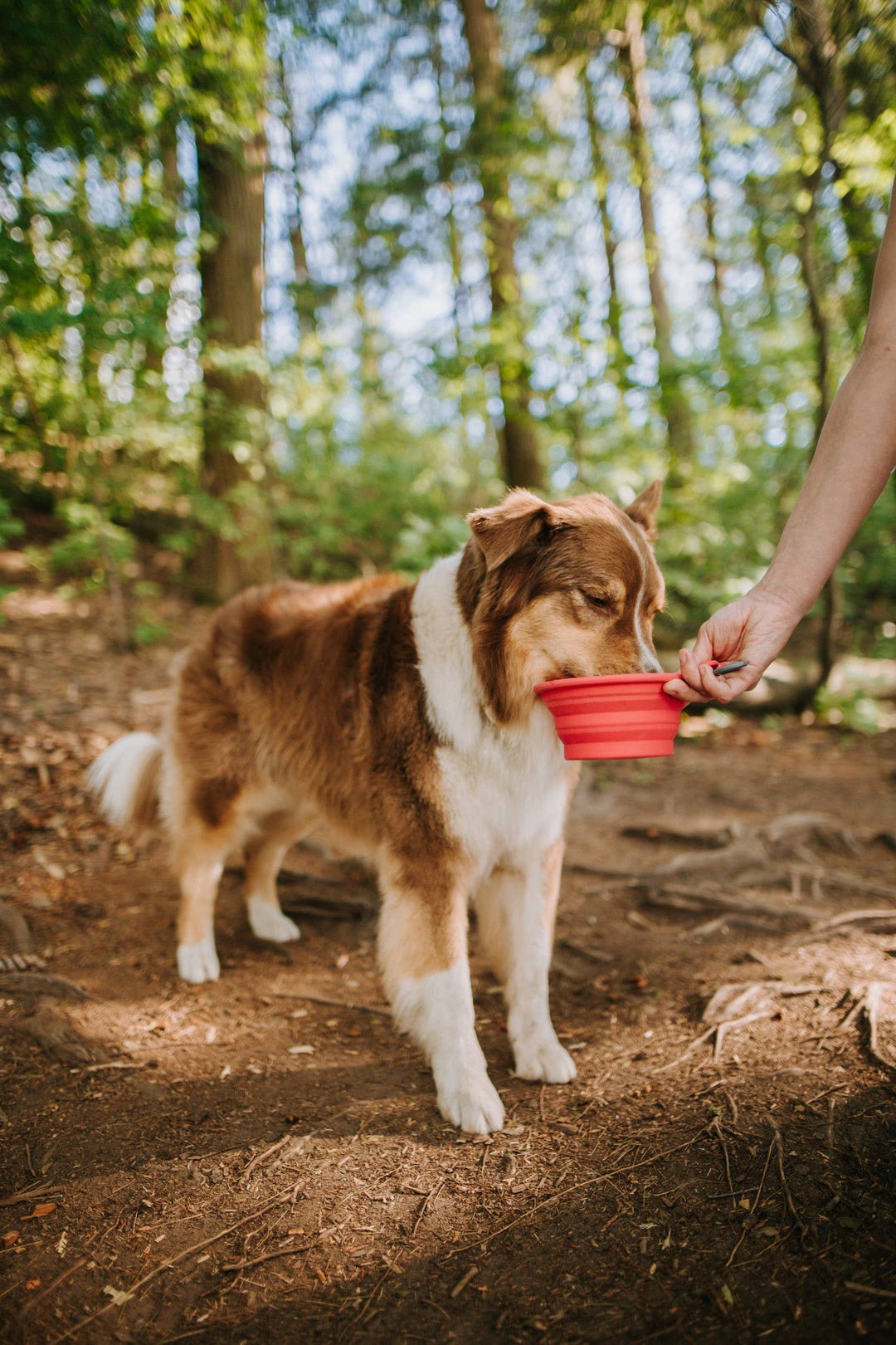 Messy Mutts Silicone Collapsible Bowl Watermelon